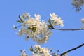 Cherry blossoms -Targu-jiu 145