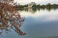 Cherry Blossoms Tidal Basin Jefferson Memorial Washington DC Royalty Free Stock Photo