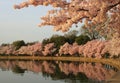 Cherry blossoms tidal basin