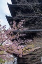Cherry blossoms at Toji pagoda, Kyoto , Japan,