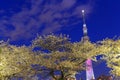 Cherry blossoms and the Tokyo Skytree in Tokyo at dusk Royalty Free Stock Photo