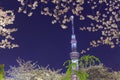 Cherry blossoms and the Tokyo Skytree in Tokyo at dusk Royalty Free Stock Photo