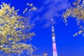 Cherry blossoms and the Tokyo Skytree in Tokyo at dusk