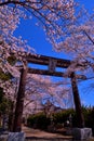 Cherry blossoms and Torii of Fuji Omuro Sengen Shrine of Lake Kawaguchi Japan