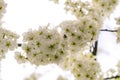 Cherry blossoms on tree branch in spring time Royalty Free Stock Photo