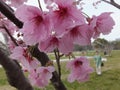 Cherry blossoms on a tree with incidental people and park background