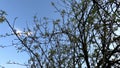 Cherry blossoms on tree. Shot from bottom view.