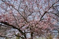 Cherry blossoms on tree, treetop, twigs and blue sky