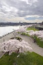 Cherry Blossoms Trees Along Willamette River Waterfront