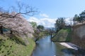 Cherry blossoms trees around Tsuruga Castle