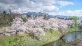Cherry blossoms trees around Tsuruga Castle