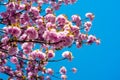 Cherry Blossoms Trees. Sakura Festival. Spring background with pink blossom sakura. Branch spring flowers. Royalty Free Stock Photo