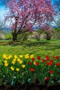 Cherry Blossoms & Tulips Royalty Free Stock Photo