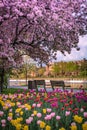 Cherry blossoms and tulips during the Canadian Tulip Festival, Ottawa, Canada Royalty Free Stock Photo
