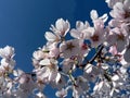 Cherry blossoms of Washington, DC '08 11