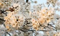 Cherry Blossoms in Washington DC Royalty Free Stock Photo