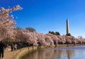 Cherry blossoms in Washington DC around tidal basin Royalty Free Stock Photo