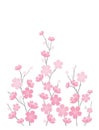 Cherry Blossoms On White