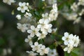 Cherry blossoms, White flowers, Spring, macro Royalty Free Stock Photo