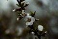 Cherry blossoms. White flowers on a tree.Young foliage in spring on a tree. Fresh foliage. Royalty Free Stock Photo