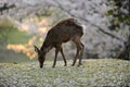 Cherry blossoms and wild deer, Nara, Japan