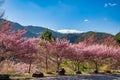 Cherry Blossoms in Wuling Farm, Taichung, Taiwan