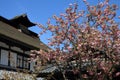 Cherry blossoms in Yoshino, Japan