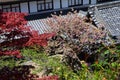 Cherry blossoms in Yoshino, Japan