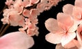 Cherry blossons Royalty Free Stock Photo