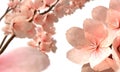 Cherry blossons Royalty Free Stock Photo