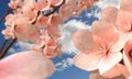 Cherry blossons Royalty Free Stock Photo