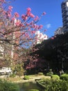 Cherry blossons trees at Curitiba, ParanÃÂ¡, Brasil. Royalty Free Stock Photo