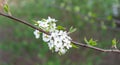 cherry blossum Royalty Free Stock Photo