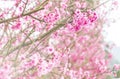 Cherry blossum, Sakura Royalty Free Stock Photo