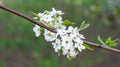 cherry blossum on tree branch Royalty Free Stock Photo