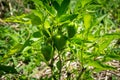 Cherry bomb unripe pepper plant