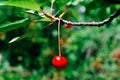 Cherry on a branch against a wall background