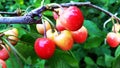Cherry branch with berries. Cherry berries. Cherries in the summer Royalty Free Stock Photo
