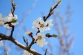 Cherry branch in bloom. Blooming apricot tree with pollinating honey bee. Blossom of fruit tree in spring