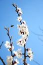 Cherry branch in bloom. Blooming apricot tree with pollinating honey bee. Blossom of fruit tree in spring