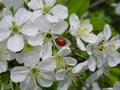 Inflorescence of white flowers on a cherry branch Royalty Free Stock Photo