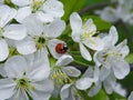 Inflorescence of white flowers on a cherry branch Royalty Free Stock Photo