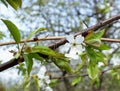 Cherry branch