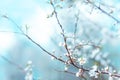 Cherry branch blossom in cold morning light Royalty Free Stock Photo