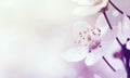 Cherry branch in blossom Royalty Free Stock Photo