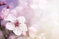 Cherry branch in blossom Royalty Free Stock Photo
