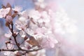 Cherry branch in blossom Royalty Free Stock Photo