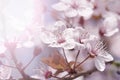 Cherry branch in blossom Royalty Free Stock Photo