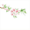 Cherry branch blossom on white background. Pink flowers. Spring Royalty Free Stock Photo