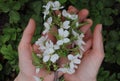 On the palms of the hands a branch of cherries with flowers